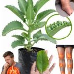 Why do the tips of herbaceous plants turn brown?