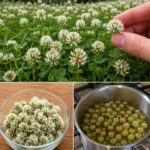 THIS burns weeds in 1 day! They NEVER grow again