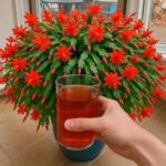 Never uproot this plant if it appears in your garden.