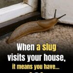 Never uproot this plant if it appears in your garden.