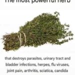 Dill will become a delicacy if everyone knows this brilliant recipe!