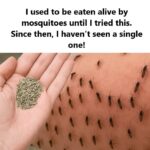 THE MOST POTENT HERB THAT DESTROYS PARASITES, URINARY TRACT & BLADDER INFECTIONS, HERPES, AND FLU VIRUSES