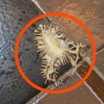 Learn How to Clean 15 Kilograms of Waste from Your Colon in One Night