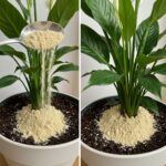 # Learn How to Clean 15 Kilograms of Waste from Your Colon in One Night