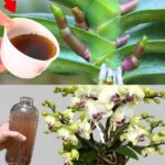 Laundry as white and pure as milk: you only need this ingredient