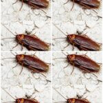 A Small Skin Spot Turned Into a Medical Emergency: Why Serious Skin Infections Should Never Be Ignored
