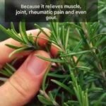THIS burns weeds in 1 day! They NEVER grow again