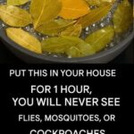 THESE SEEDS DESTROY EVEN THE DEADLIEST DISEASE…